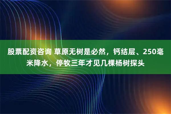 股票配资咨询 草原无树是必然，钙结层、250毫米降水，停牧三年才见几棵杨树探头