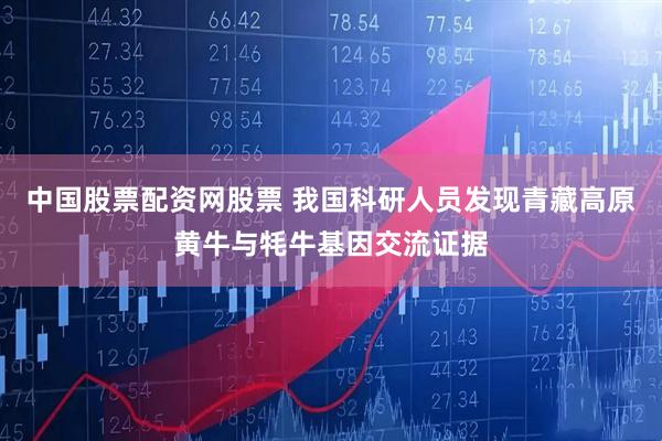 中国股票配资网股票 我国科研人员发现青藏高原黄牛与牦牛基因交流证据